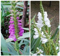 dfa43093-collage_photocat 11.jpg
